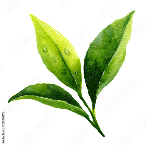 Watercolor Matcha Green Tea Leaf Isolated on Transparent Background