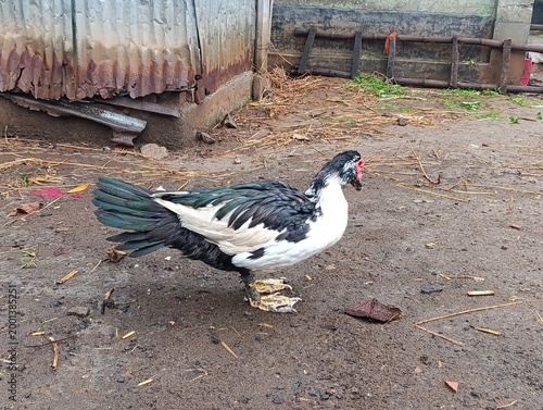 Duck walking on wet ground with colorful leaves in urban environment