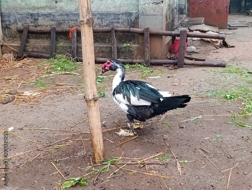 Muscovy duck standing on gray ground with wooden post in rural setting