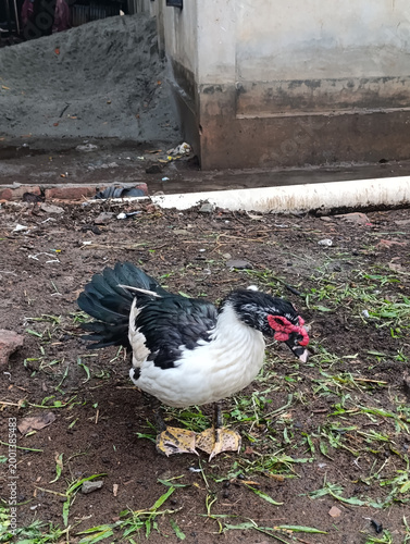 A black and white duck with a pink ribbon on its head standing on the ground
