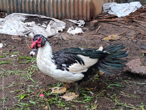 Muscovy duck standing on grass with selective color, farm animal concept