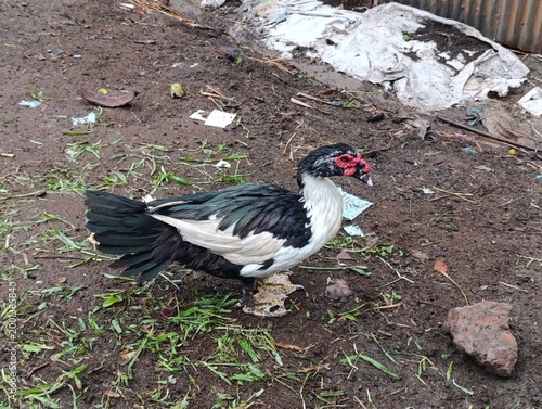 Muscovy duck standing on grass with debris in background, farm animal concept