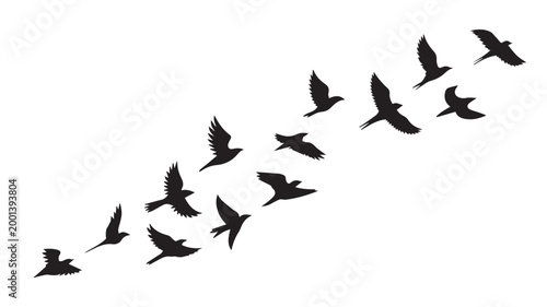 Birds flying, group of flying birds silhouette, flock of birds 
