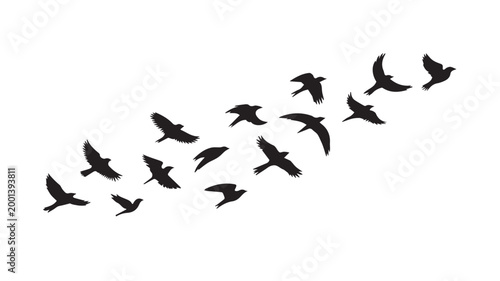 Birds flying, group of flying birds silhouette, flock of birds 
