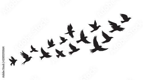 Birds flying, group of flying birds silhouette, flock of birds 
