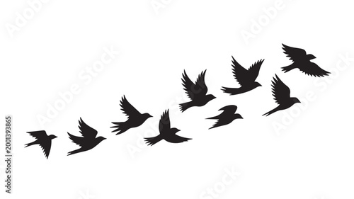 Birds flying, group of flying birds silhouette, flock of birds 

