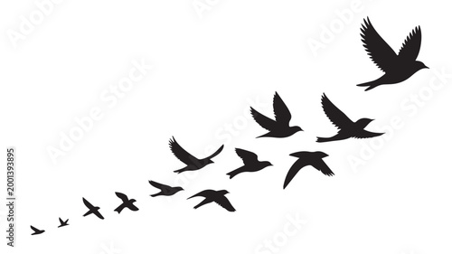 Birds flying, group of flying birds silhouette, flock of birds 
