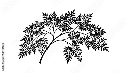 Silhouette of a delicate tree branch with leaves and berries, a natural element on transparent background, vector illustration.