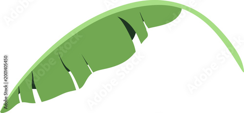 Green Banana Leaf Illustration