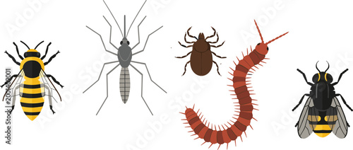 Insects collection with bee mosquito beetle centipede and fly isolated vector illustration set for biology and pest concepts
