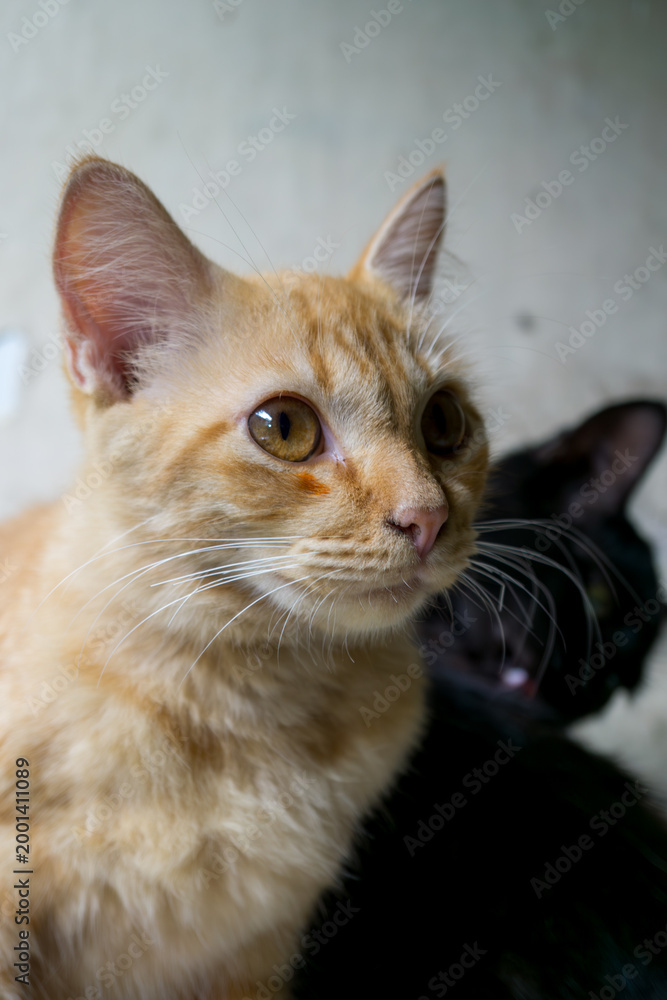 Fototapeta premium Domestic ginger tabby cat relaxing, charming pet photography, home lifestyle.