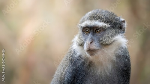 Close-up portrait of a blue monkey with soft focus background natural light