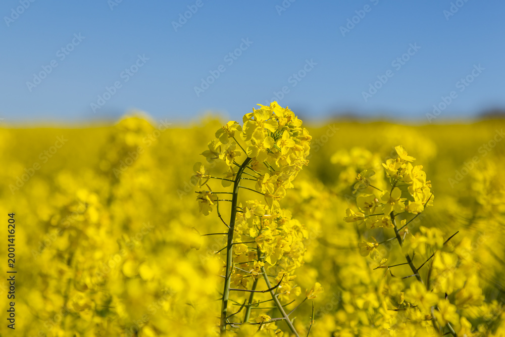 Obraz premium Vibrant rapeseed flowers against a blue sky, with selective focus