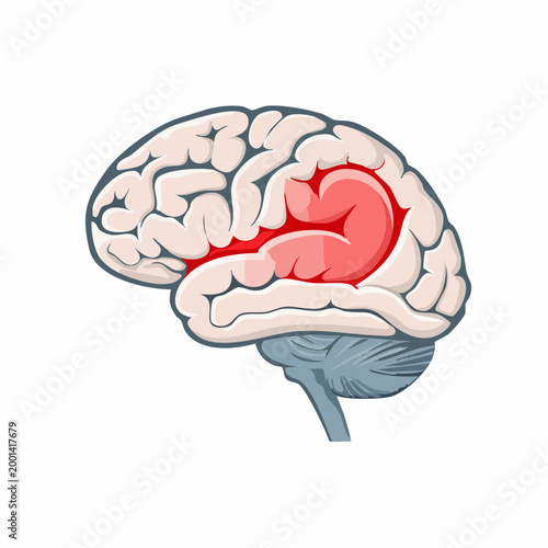 Human Brain Anatomy with Highlighted Area
