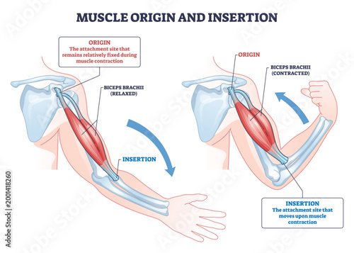 Muscle origin and insertion shown through biceps brachii on the arm, contrasting relaxed and contracted states to explain attachment and movement on humerus and radius. Outline diagram