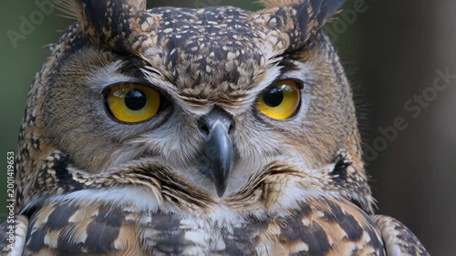 Close-up of a majestic owl with piercing yellow eyes, showcasing its intricate feather patterns and intense gaze