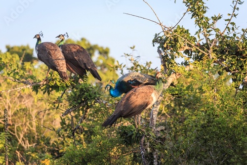 Group of Peafowl and Peahens Perched on a Tree in the Wild