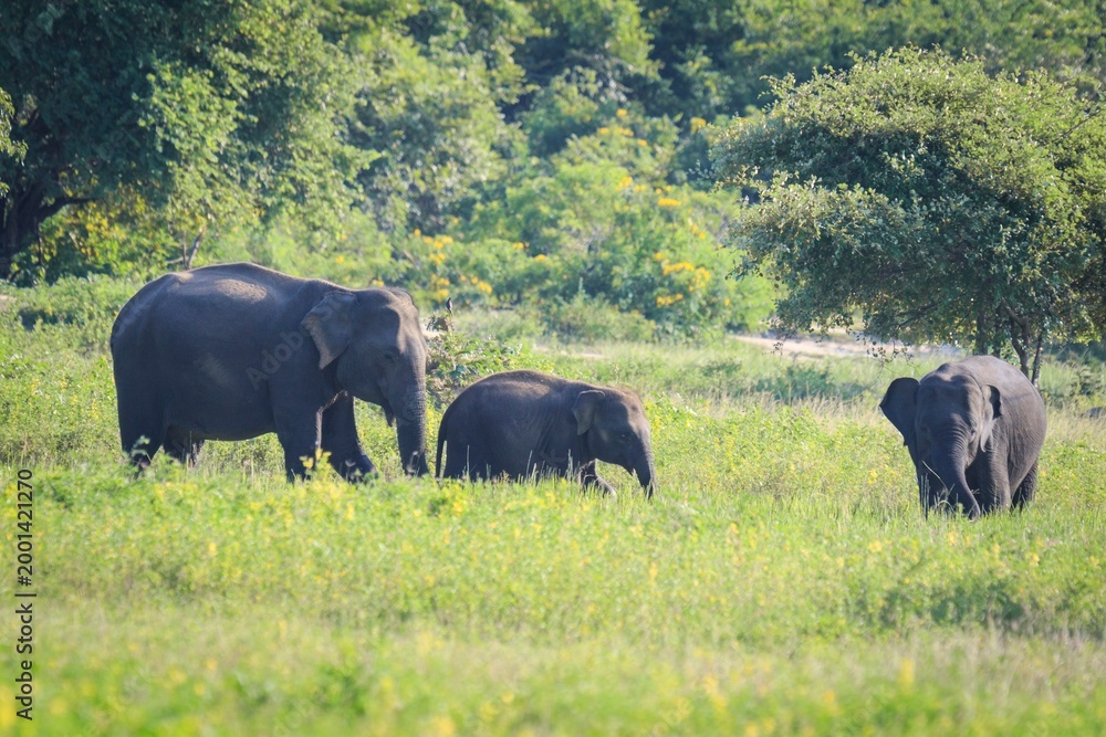 Fototapeta premium Asian Elephant Family in the Wild, Sri Lanka