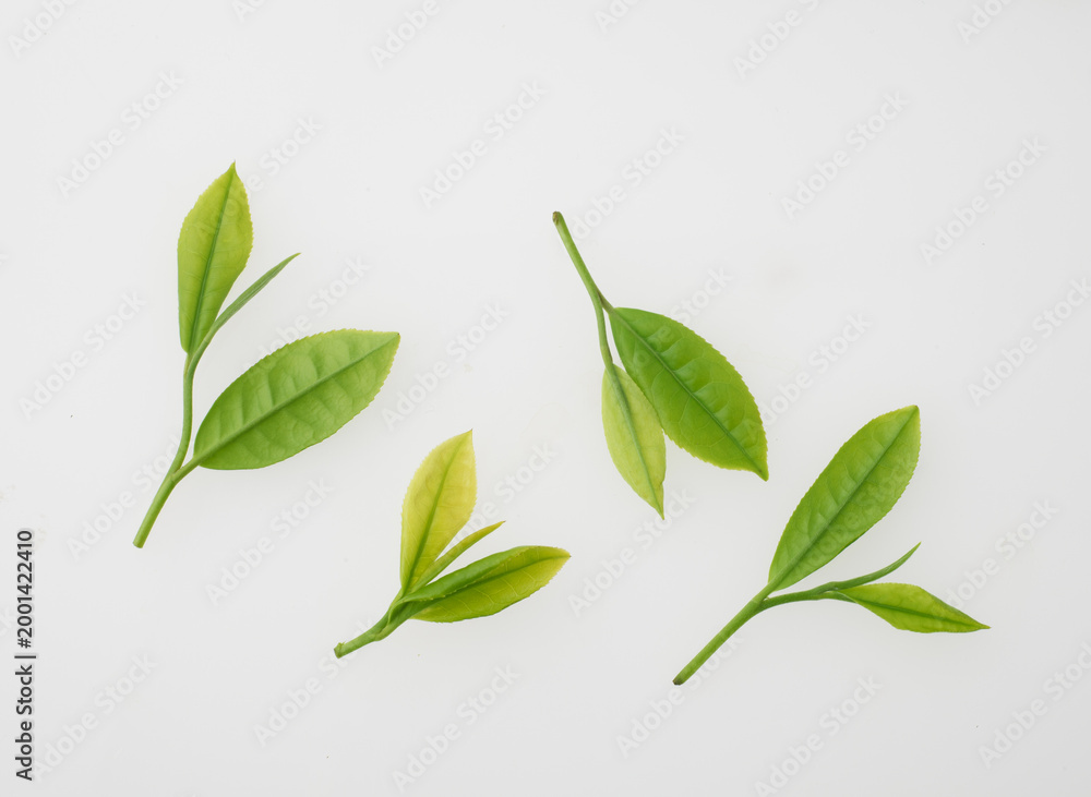 Obraz premium 茶葉 スタジオ撮影