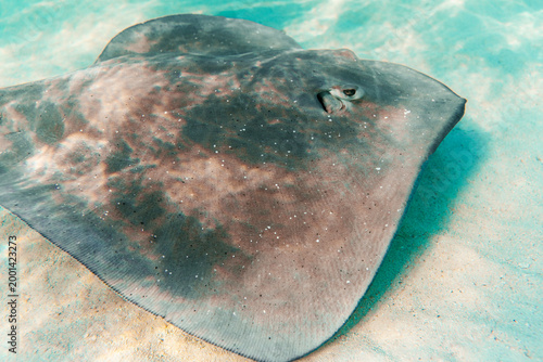 Stingray resting on sandy seabed in shallow turquoise water
