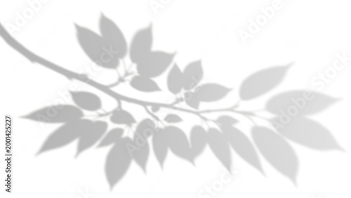 Natural Branch and Leaf Shadow Without Background