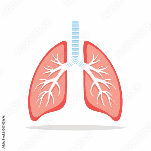 Illustration of Human Lungs and Trachea