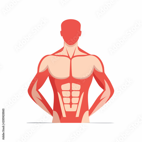 Stylized Human Anatomy Illustration