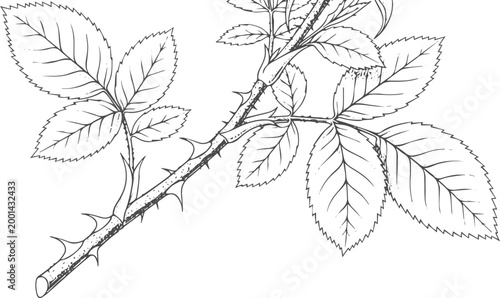 Black and white line of a thorny rose stem with leaves