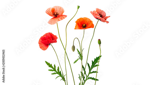 Billede på lærred Colorful poppies in a group isolated on transparent background
