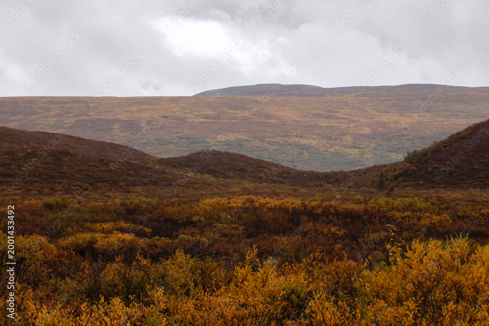Fototapeta premium Colorful plants on the Denali Highway in Alaska