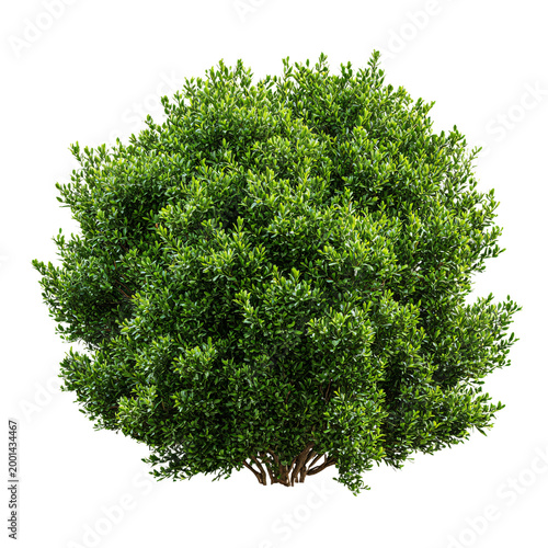 Professional Green Bush Isolated on Transparent Background for Stunning Designs
