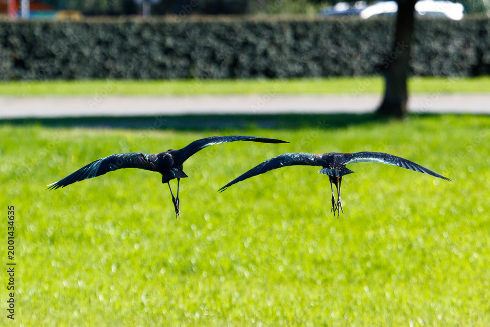 Naklejka premium Two black birds glide gracefully over sunlit grass with blurred background