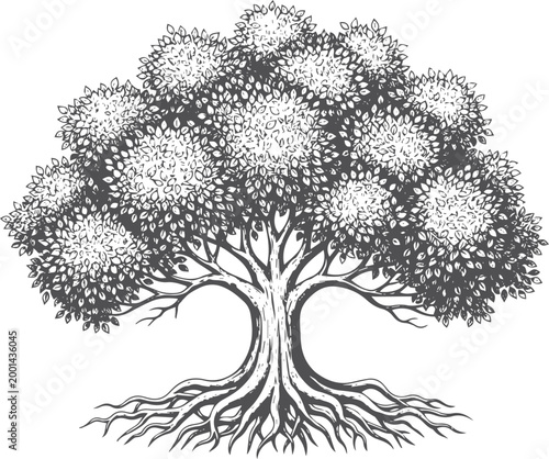 Black and white ink of a spreading tree with exposed roots
