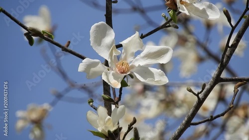 【4K】早春の深山に咲くキタコブシ：青空に映える純白の花々と芽吹き。青森の豊かな自然風景素材　[4K] Northern Magnolia (Kitakobushi) Blooming in Early Spring: White Flowers Against Blue Sky, Aomori Japan 撮影日：20260417-1