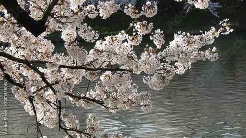 【4K】水面の光に煌めく桜：弘前公園の満開のソメイヨシノ。青森の幻想的な春の風景素材[4K] Glowing Cherry Blossoms at Hirosaki Park: Sakura Reflecting Water Light, Stunning Spring Scenery 撮影日：20260419-1