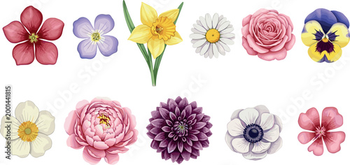 Beautiful watercolor flower collection featuring rose daisy daffodil peony dahlia pansy and anemone isolated on white background vector illustration