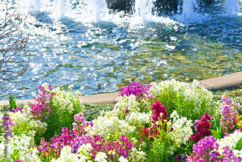 カラフルなお花と噴水