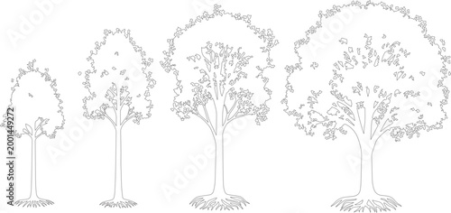 Minimalist tree growth stages vector, black and white line art tree silhouettes, set of four deciduous trees showing life cycle and development