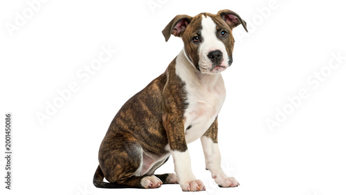 Tableau sur toile young brindle with white american staffordshire sitting quietly isolated on tran