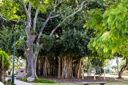 Maryborough Giant Banyan Fig Tree