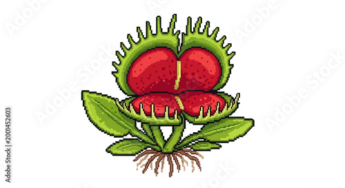 Photos Illustration of a Venus Flytrap Plant with Open Traps.