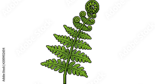 Konstfotografi Green fern frond unfurling with intricate details.