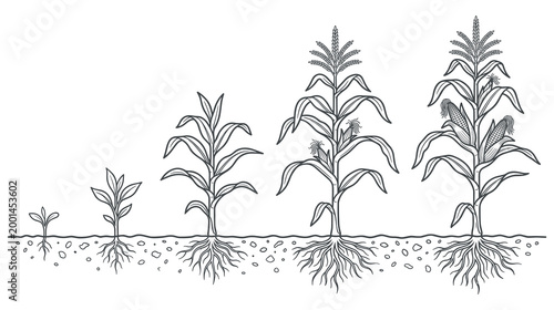 Bild auf Leinwand Corn growth stages from seedling to mature plant with cobs and roots black and white outline