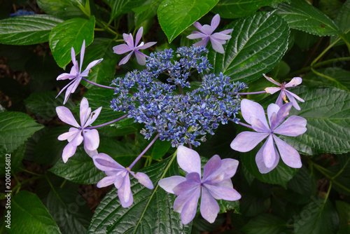 満開のあじさい