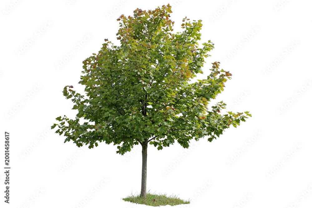 Fototapeta premium A healthy green maple tree stands in isolation on a white background.