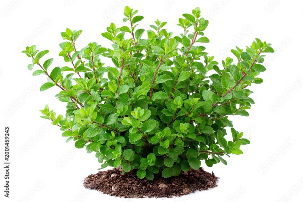 Obraz premium A healthy green oregano plant grows in dark soil against a white background.