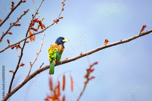 Obraz na płótnie Great Barbet perch on a branch of tree in Namo Buddha, Nepal.