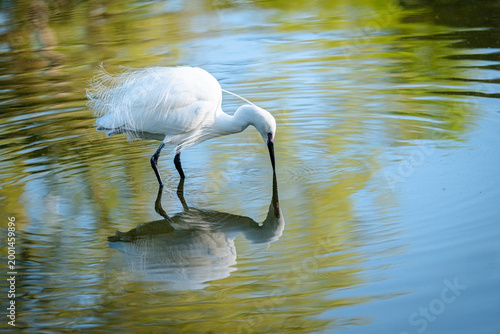 Little egret