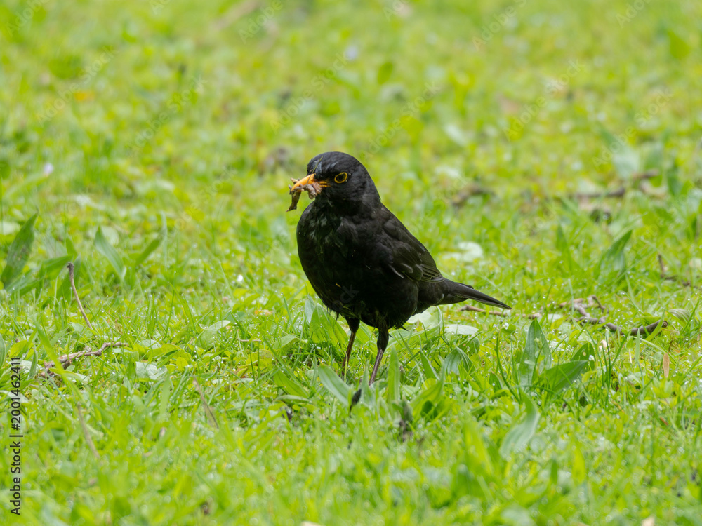 Obraz premium Birds in Spring - Male Blackbird standing in the Grass