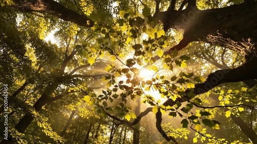 A wide shot of lush green foliage fills the frame. The trunk rises strong, sunlight filters through the dense canopy